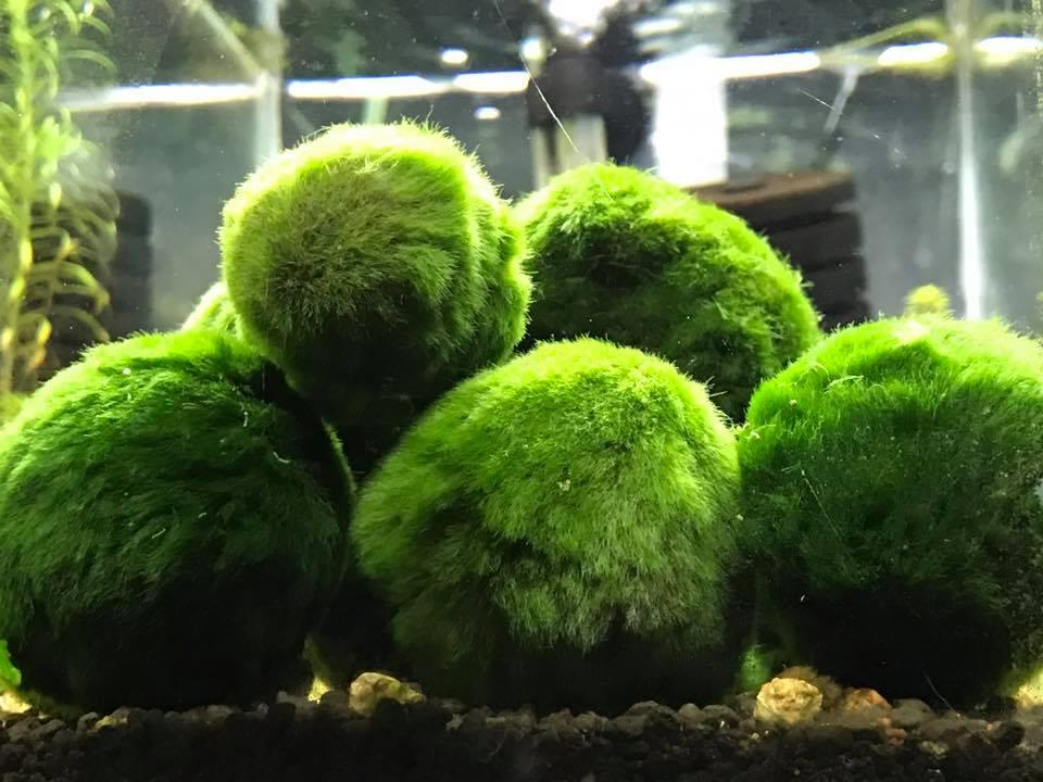 live aquarium plants